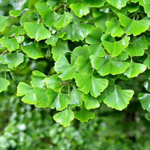 pepiniere-des-ages_ginkgo-biloba.png