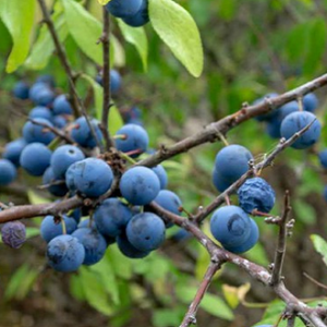 pepiniere-des-ages_prunellier